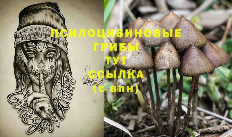 Галлюциногенные грибы Cubensis  Грязовец 